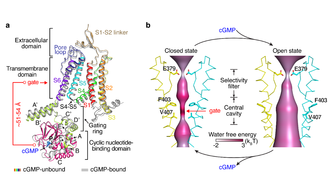 Mechanism of ligand activation of a eukaryotic cyclic nucleotide-gated channel