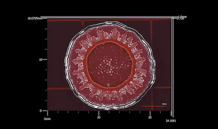 An orphan cbb3-type cytochrome oxidase subunit supports Pseudomonas aeruginosa biofilm growth and virulence