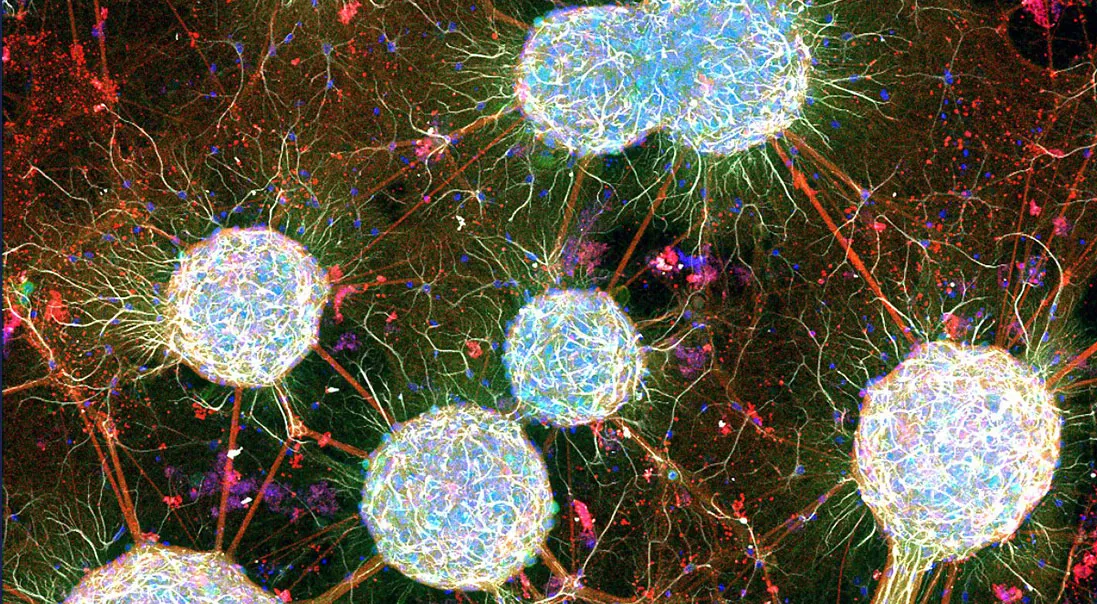 neurons