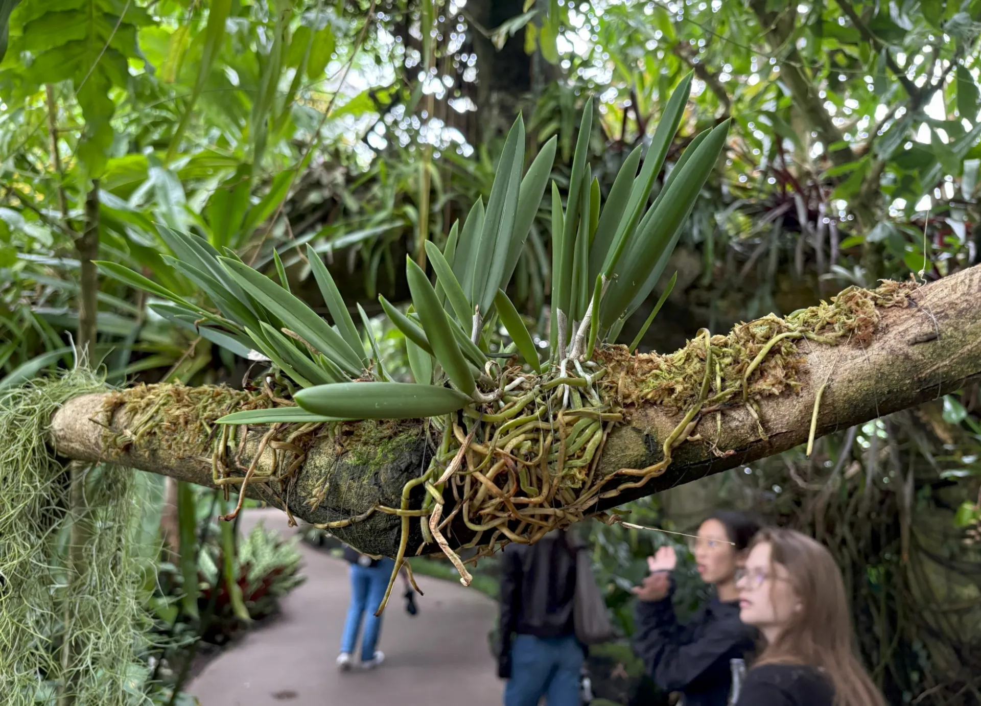 Greenery at Botanical Garden
