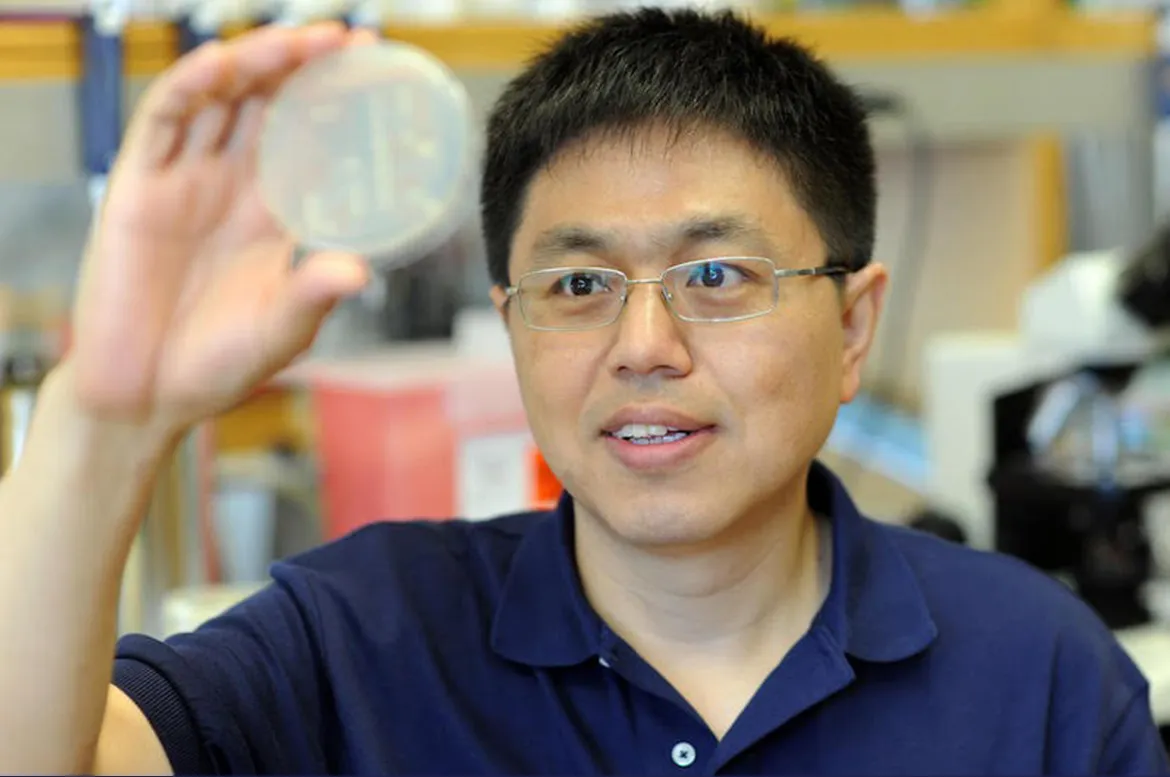 Songtao Jia gazes at a petri dish. 