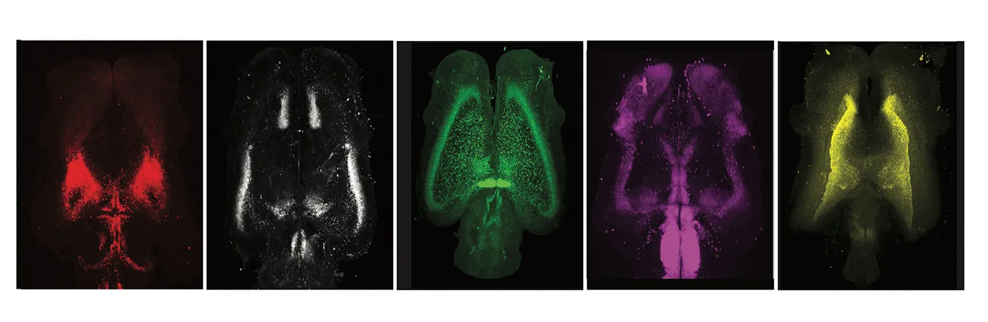 A selection of whole salamander brains stained for different cell type markers, rendered in 3D.