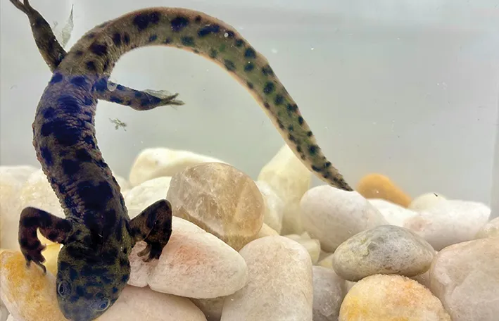 The salamander Pleurodeles waltl 