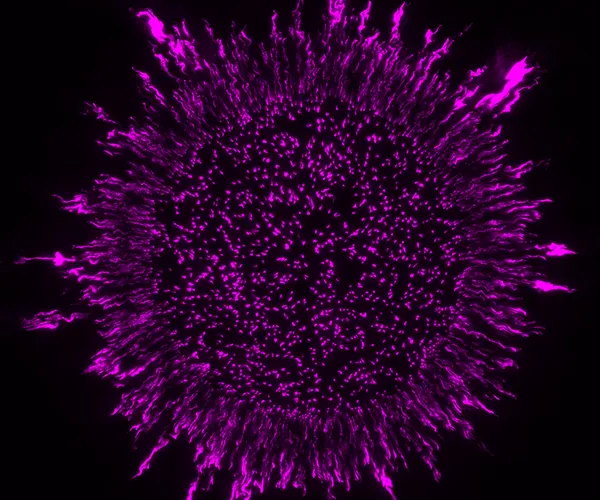 biofilm from Hannah's work