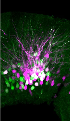 Salamander brain