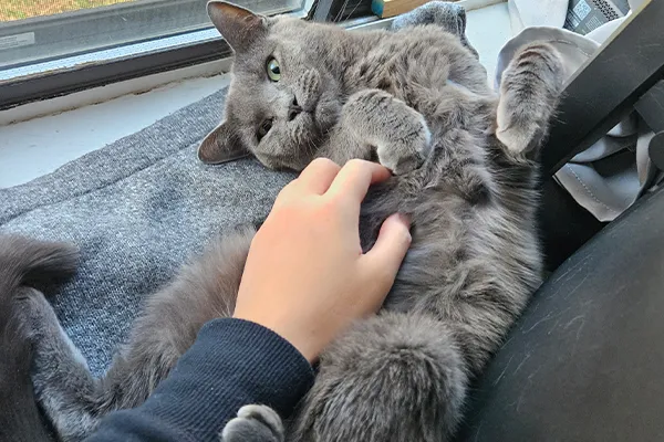 Lingwei's recently adopted cat enjoys belly rubs. 