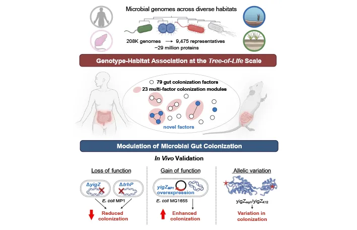 Tree-of-life scale genotype-habitat association reveals conserved gene modules across thousands of gut microbial species and identifies previously undescribed factors that modulate microbial colonization in the murine gut. This study introduces a powerful hybrid framework that combines large-scale analysis with experimental validation for functional microbiome research.