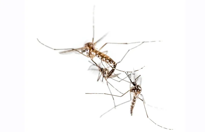 Photo of Aedes aegypti mosquito mating in mid-flight credit: Alex Wild