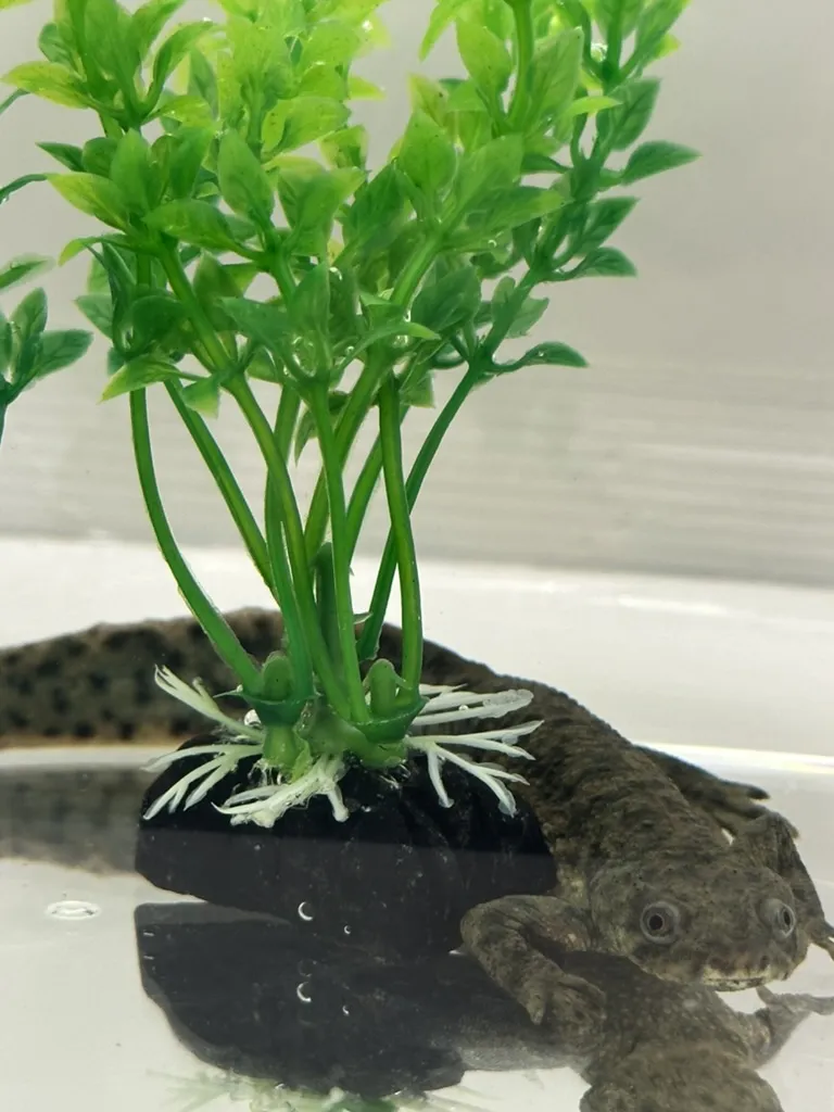 Salamander