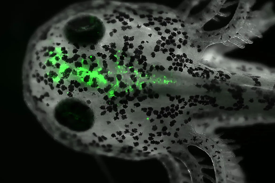 a salamander brain is shown