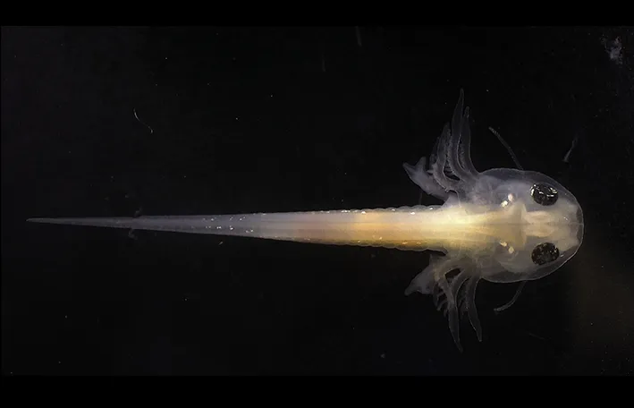 Salamander larve pictured. 