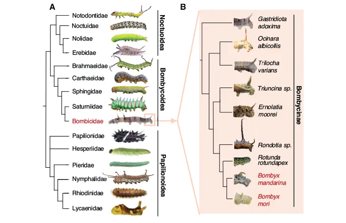 Evolutionary diversification of Lepidopteran larval appendages. (A) Representative morphological diversity among Lepidopteran caterpillars. Phylogenetic relationships are indicated by the cladogram and family names for each representative species are indicated. Bombyx belongs to the Bombicidae (highlighted in red). (B) Representative caudal horn diversity among species in the Bombicidae family. Shown are the posterior larval segments for each species; the cladogram depicts their phylogenetic relationships 