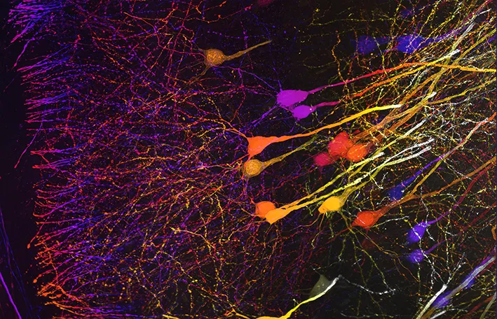 Mouse hippocampus zoomed in