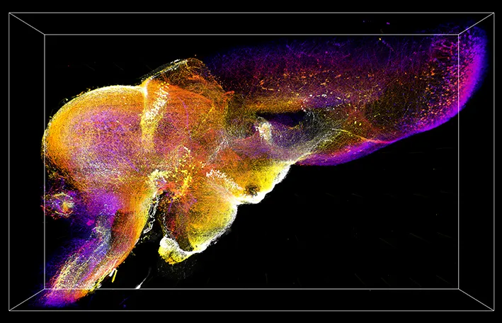 Salamander brain