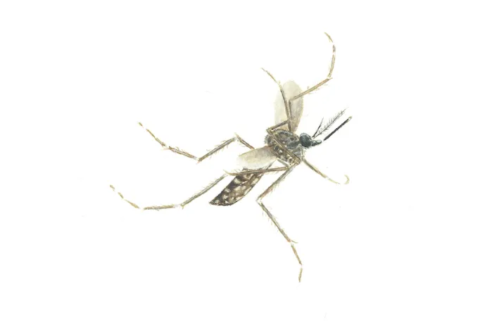 Watercolor of mosquito 