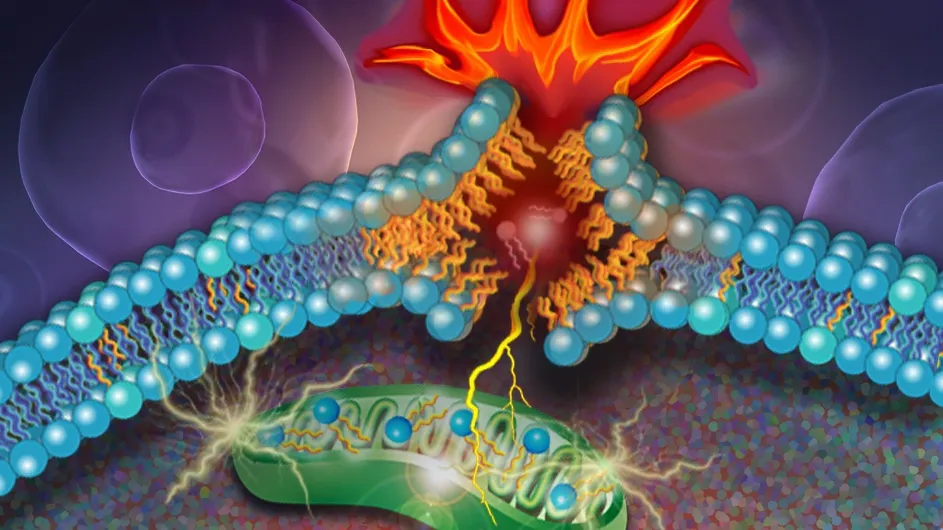 Illustration of a diPUFA phospholipid, a type of lipid with two polyunsaturated fatty acyl tails, breaking through a cell's outer lipid layer as the cell dies. New research has shown that diPUFA phospholipids are a key driver of a form of cell death known as ferroptosis. (Nicoletta Barolini)