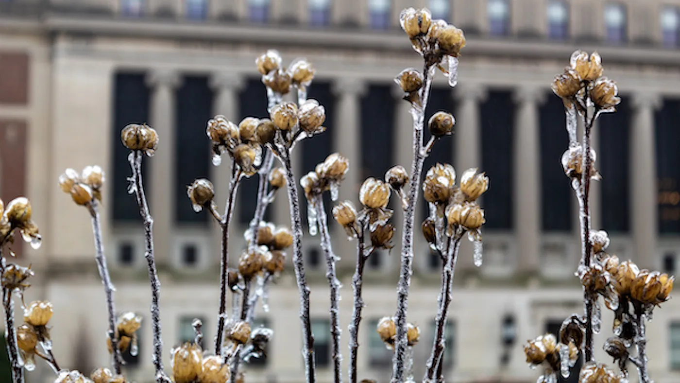 Ice crystals on a flower in front of a building 
