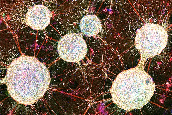neurons