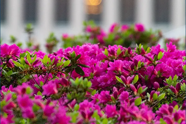 pink flowers on campus