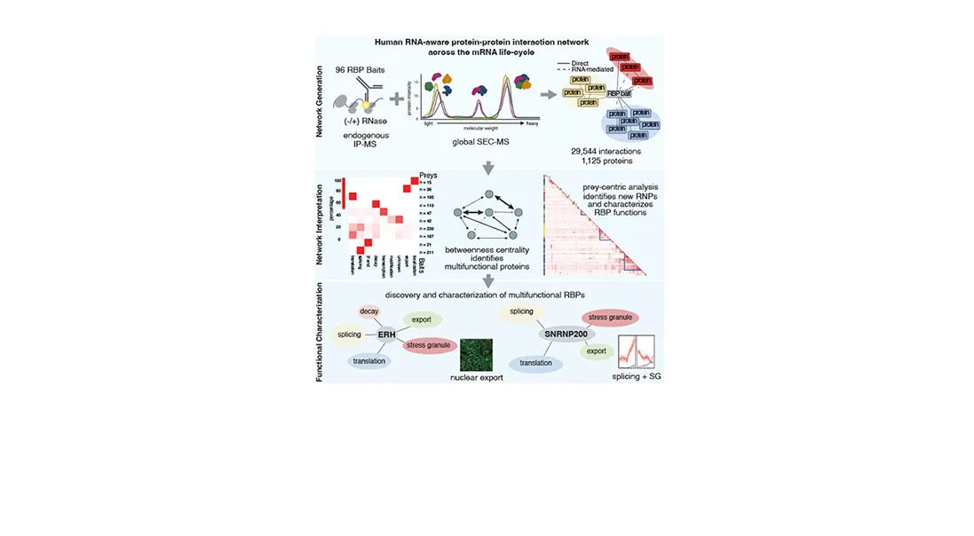 Graphical abstract from Lena Street's Molecular Cell paper