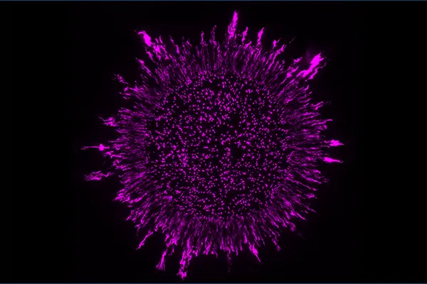 a purple biofilm on a black background