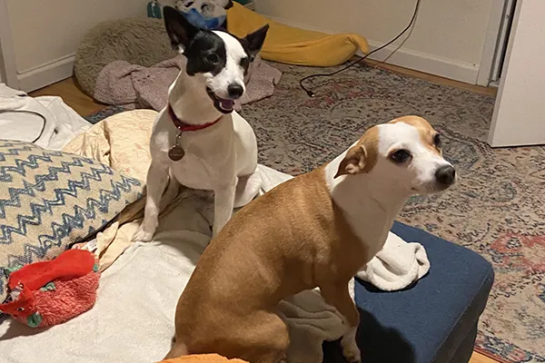 Two dogs are pictured. 