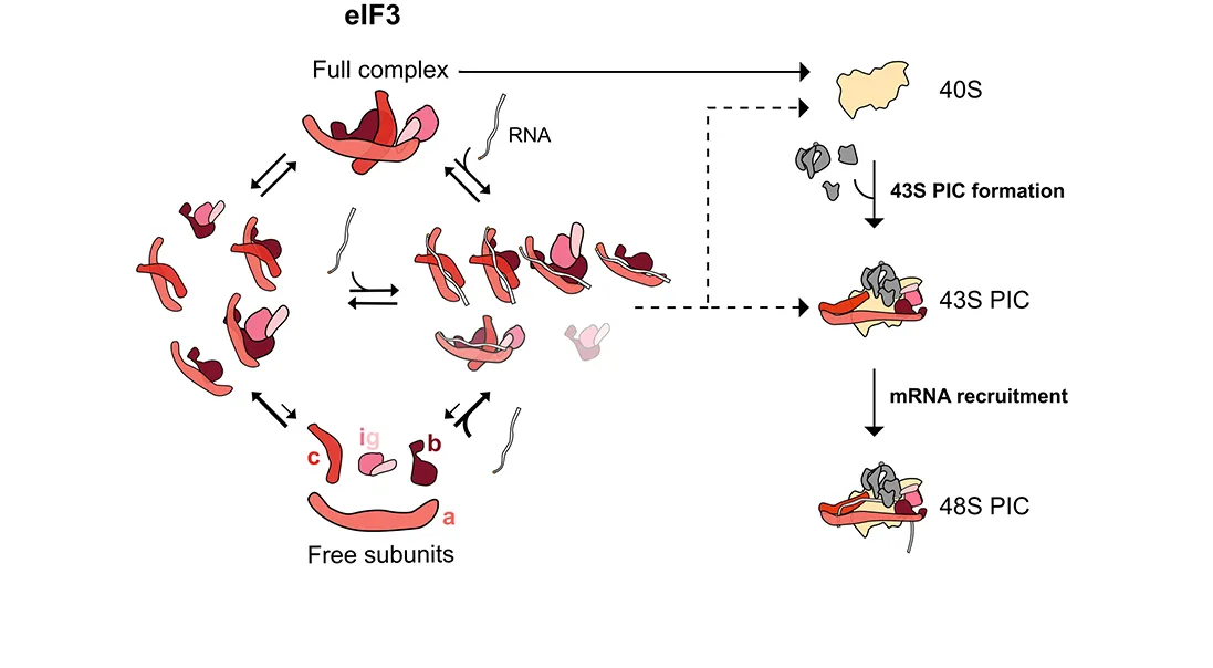 RNA: A molecular framework for modulation of eIF3 function by its underlying compositional equilibrium. In contrast to existing as a stable, compositionally uniform protein complex, eIF3 exists in a dynamic equilibrium between the full complex, various subcomplexes, and free subunits. This dynamic ensemble is likely what governs the biochemical activities of eIF3. 