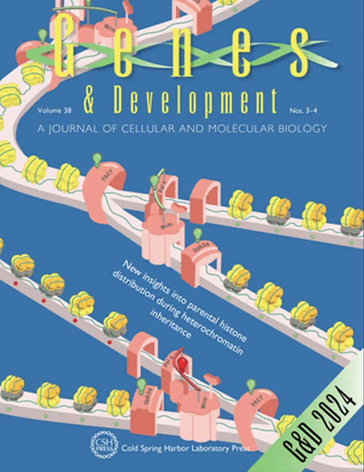 Genes and Dev. cover art by Yimeng Feng