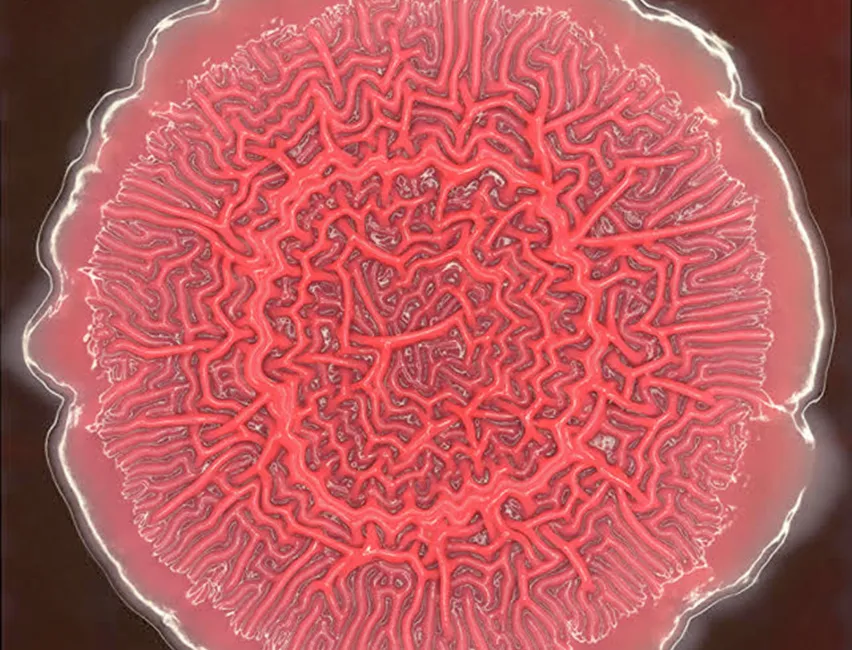 A red bacterial biofilm is pictured
