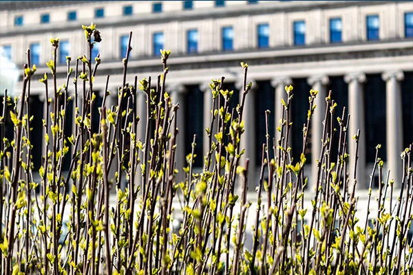 spring flowers in front of Butler library