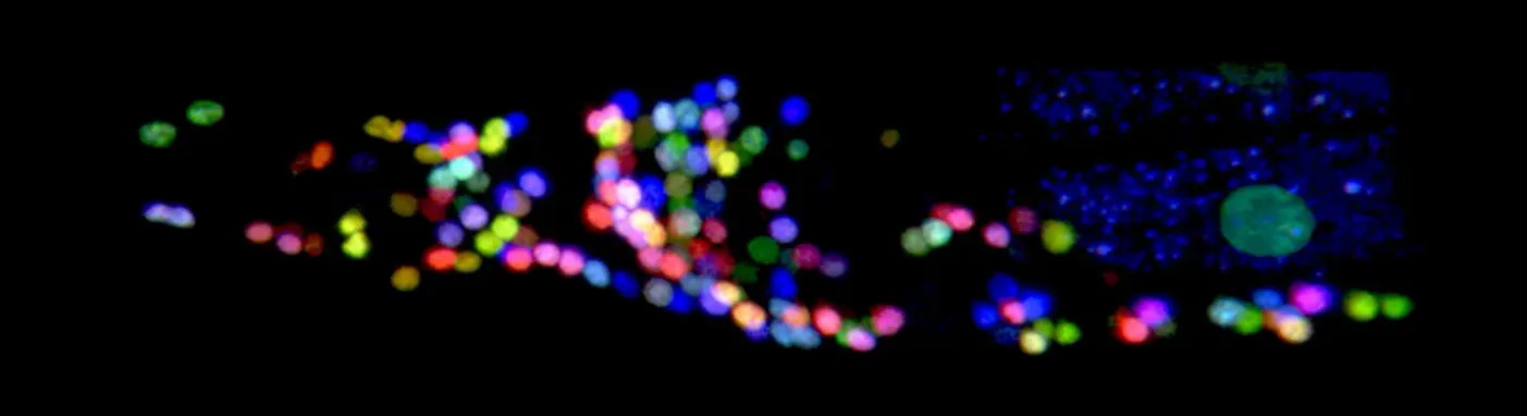 Brainbow of C.elegans