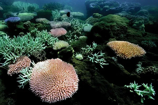 Coral