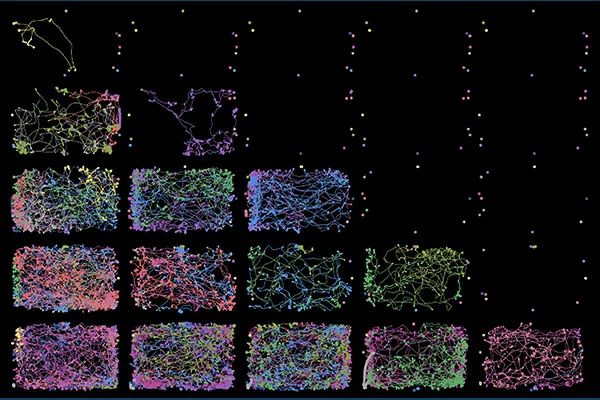 Carbon dioxide (CO2) in human breath attracts mosquito bites. This artwork is created with real, unedited flight paths of the dengue-vector mosquitoes: each row of plots features flight response in sequential two-minute intervals after a brief initial exposure to CO2. The varying response intensity and persistence arise from the difference in the time of day. Dong's recent paper in PNAS investigates the temporal regulation behind this fundamental sensory-behavioral process that contributes to peak times of 