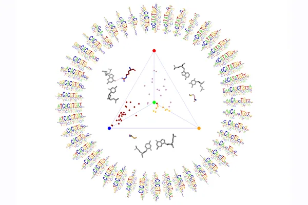 Mutations at base recognition residues in a TF alters their DNA binding specificity. Quantifying such effects facilitates genotype-to-phenotype predictions.