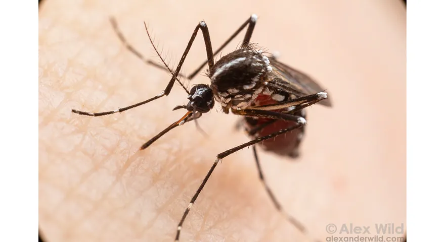 Close up photo of a Mosquito