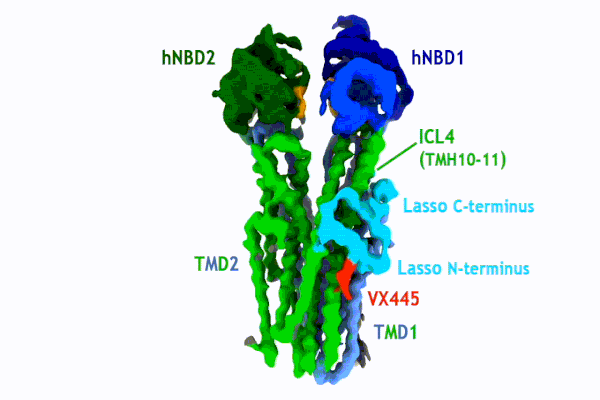 a protein structure is shown of a drug that cures cystic fibrosis