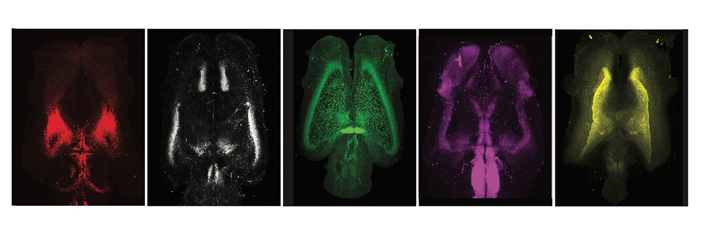 Gene and protein expression in whole, three-dimensional Pleurodeles waltl brains. Brains were stained with either in situ hybridization chain reaction (HCR) or immunohistochemistry (IHC), cleared using iDISCO and imaged on a light sheet microscope. From left to right, the stainings are for Penk (red), Sox6 (white), SATB1 (green), Slc17a6 (magenta), and Etv1 (yellow). From DOI: 10.1126/science.abp9186. A selection of whole salamander brains stained for different cell type markers, rendered in 3D.
