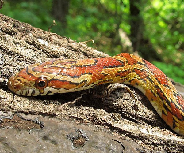 a corn snake is pictured