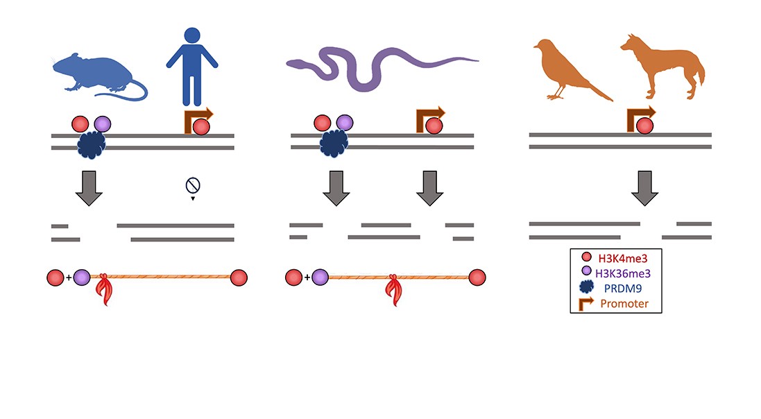 In many mammals, including mice and humans, meiotic double stranded breaks (DSBs) occur at sites of PRDM9 binding, which catalyzes the histone modifications H3K4me3 and H3K36me3. In vertebrates without PRDM9, such as birds and dogs, DSBs occur principally near sites of H3K4me3, which is often found at gene promoters. Surprisingly, in corn snakes, we found that DSBs occur in both places. This observation suggests that what is actually occurring in mice and humans is a tug of war between H3K4me3 sites with (PRDM9) and without (promoters) H3K36me3. It seems that in snakes, this competition is more even than in many mammals with PRDM9, possibly because of changes in proteins downstream of PRDM9. a figure summarizing Carla's research