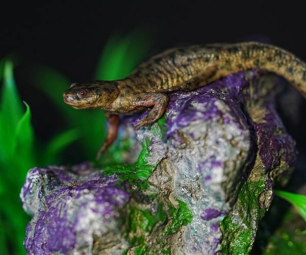 a salamander is seated on a rock