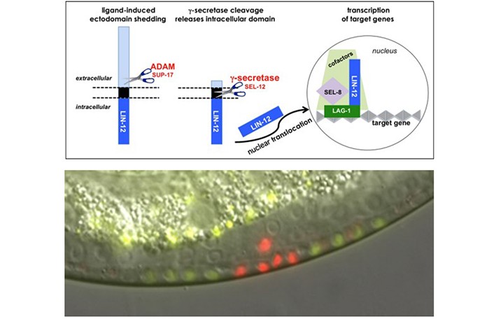 Figures from Dr. Greenwald's research are featured. 