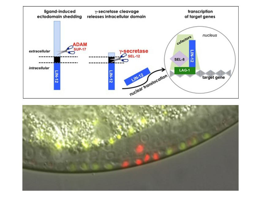 Figures from Dr. Greenwald's research are featured. 