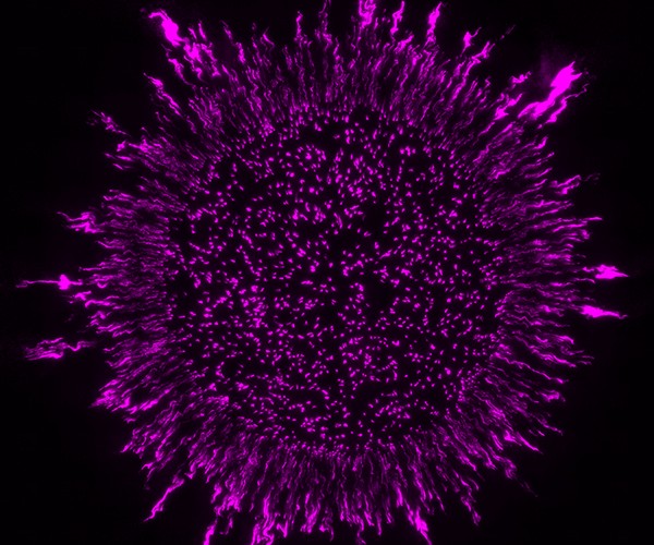 biofilm from Hannah's work