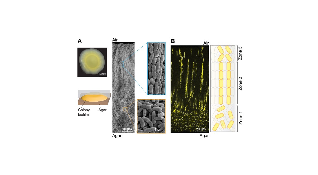 P. aeruginosa cells form vertical striations across depth in colony biofilm (A) Left: Top view of a P. aeruginosa colony biofilm grown for three days and schematic showing orientation of the sample used for Scanning Electron Microcopy imaging. Right: Scanning Electron Microcopy images of a full colony biofilm cross-section. Insets of higher magnification show cellular arrangement and morphology for the indicated locations in the biofilm. (B) Left: Fluorescence micrograph of a thin section prepared from a co a figure summarizing Hannah's lab data