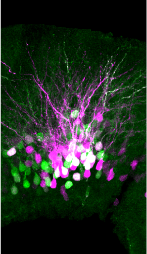 Picture credit: Eliza Jaegar Salamander brain