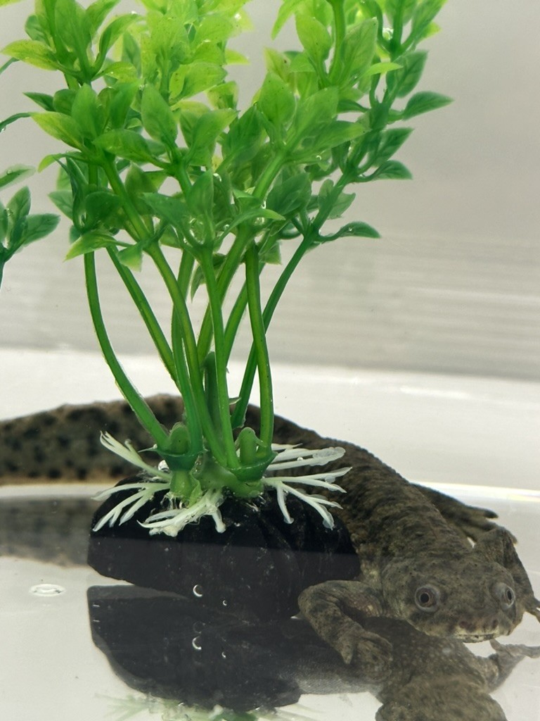 Picture credit: Eliza Jaeger Salamander