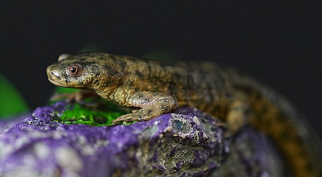 A salamander rests atop a rock in the Tosches lab.