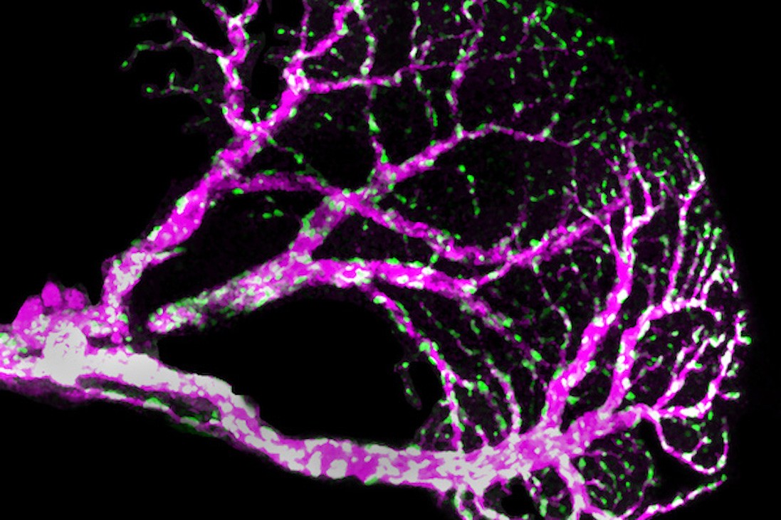 Mitochondria in neurons of the fruit fly visual system - Avi Adler