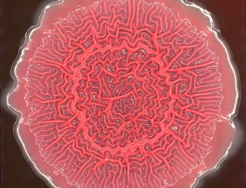 A red bacterial biofilm is pictured