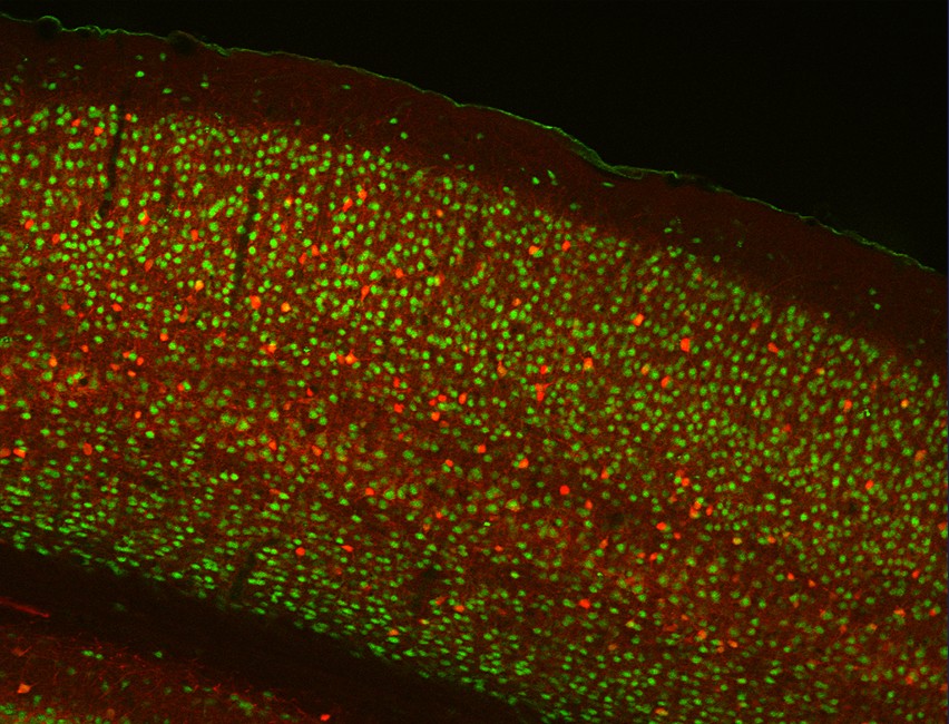 Cerebral cortex of mice